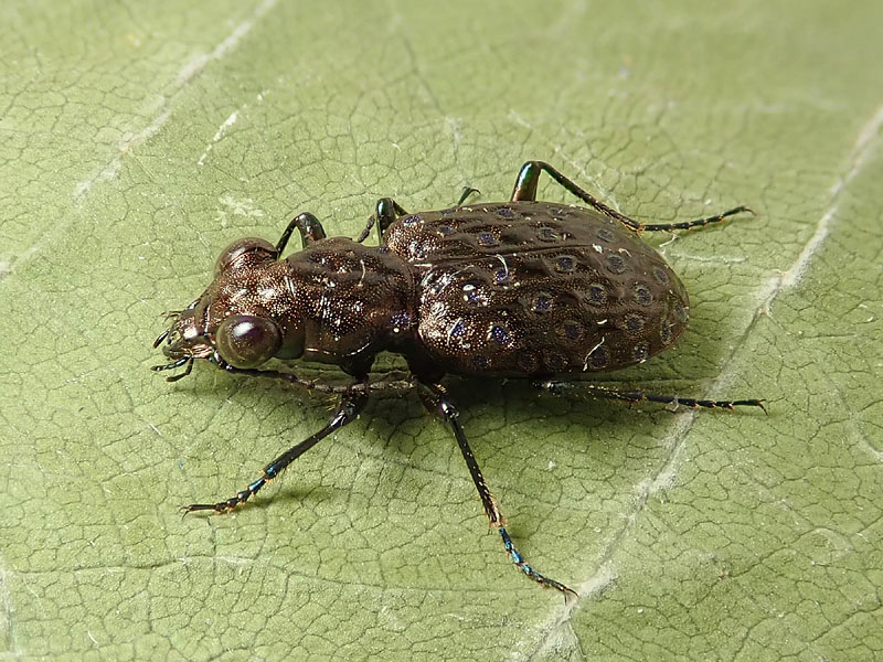 Carabidae: Elaphrus uliginosus? S.
